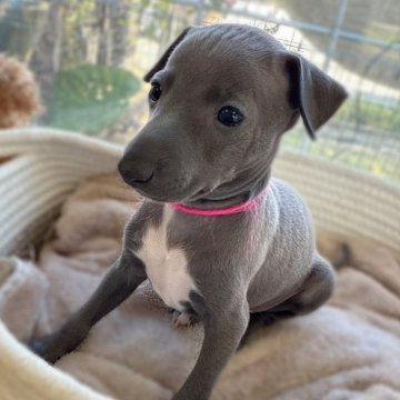 イタリアングレーハウンド【大分県・女の子・2025年10月1日・ブルー&ホワイト】の写真「とっても可愛い女の子 ♡」