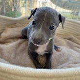 イタリアングレーハウンド