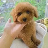 トイプードル(トイ)【大分県・男の子・2025年4月29日・レッド】の写真1「7/16  １.４ｋｇの男の子⭐︎」