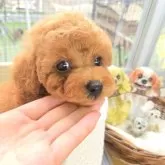 トイプードル(トイ)