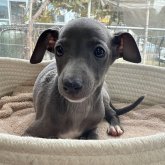 イタリアングレーハウンド