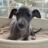 イタリアングレーハウンド