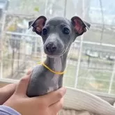 イタリアングレーハウンド