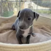 イタリアングレーハウンド【大分県・女の子・2025年10月1日・ブルー&ホワイト】の写真2