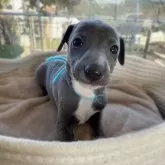 イタリアングレーハウンド【大分県・女の子・2025年10月1日・ブルー&ホワイト】の写真2