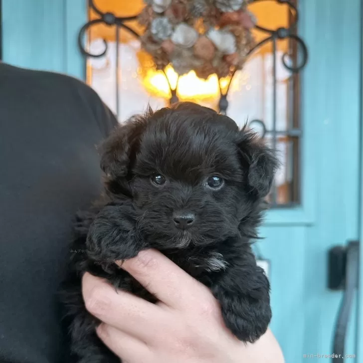 ID:2411-07319の子犬