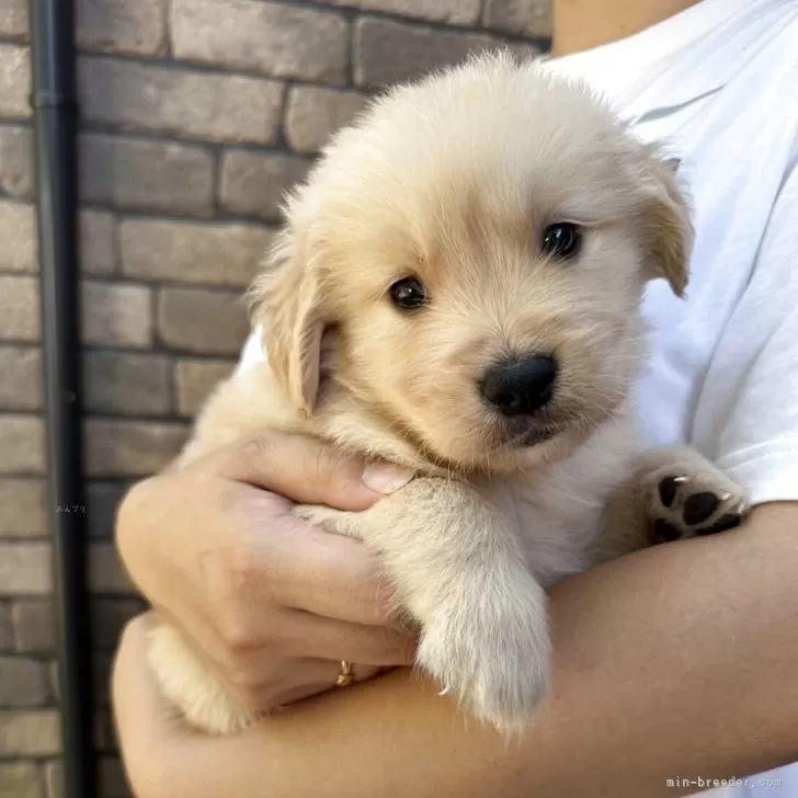 T.Ｉ 様のお迎えした子犬