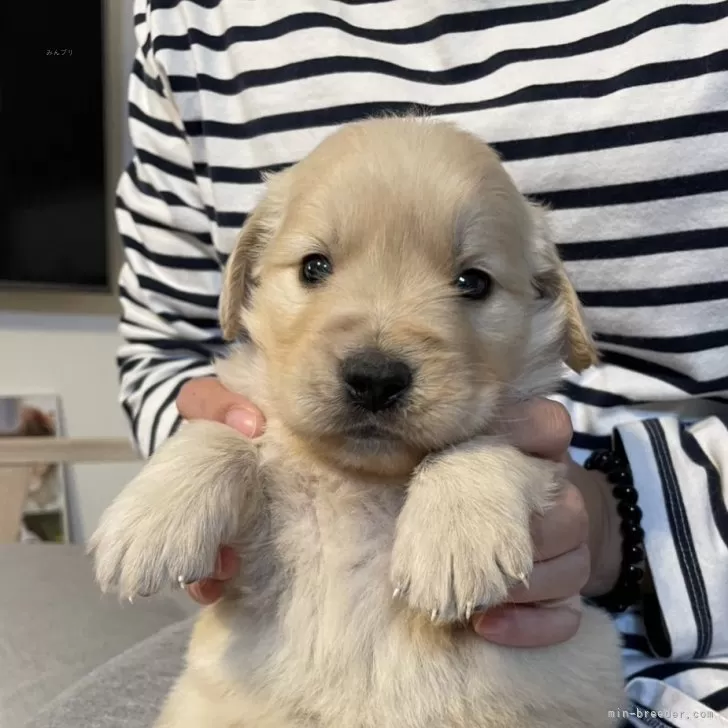 S.K 様のお迎えした子犬