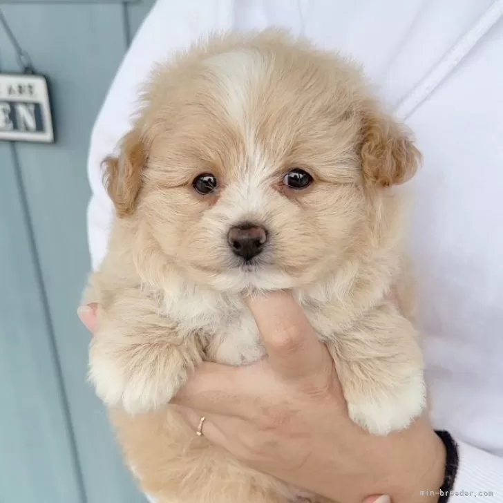 ID:2411-03825の子犬