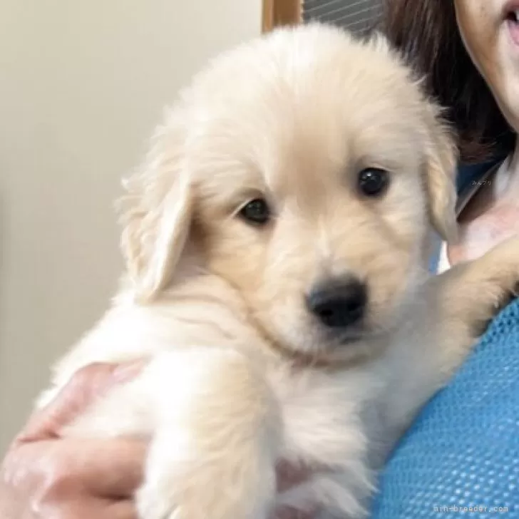 K.G 様のお迎えした子犬