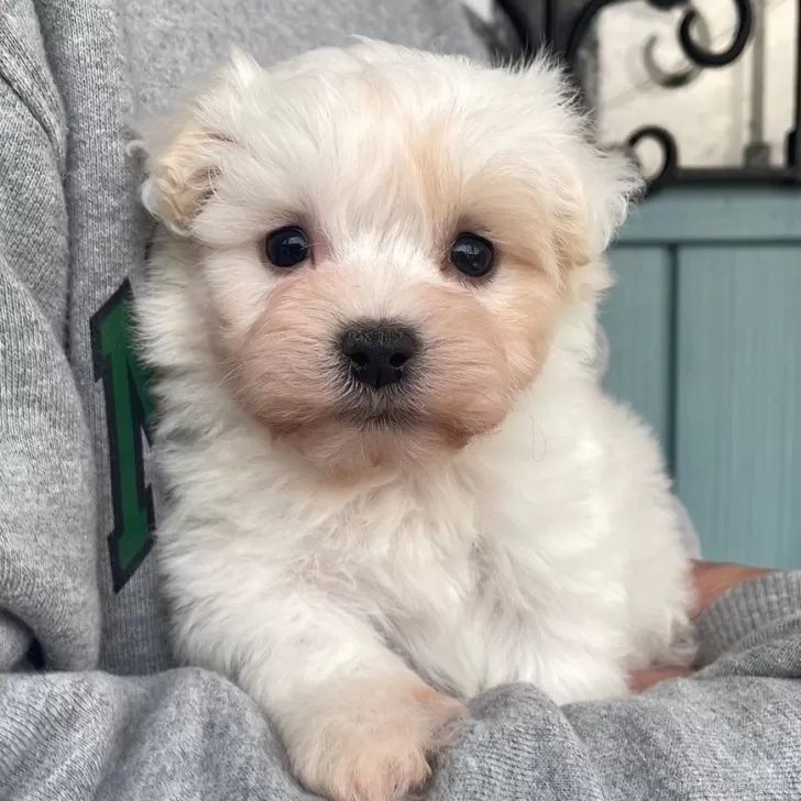 マルプー(マルチーズ×トイプードル)【岡山県・女の子・2025年10月12日・クリームホワイト】の写真1