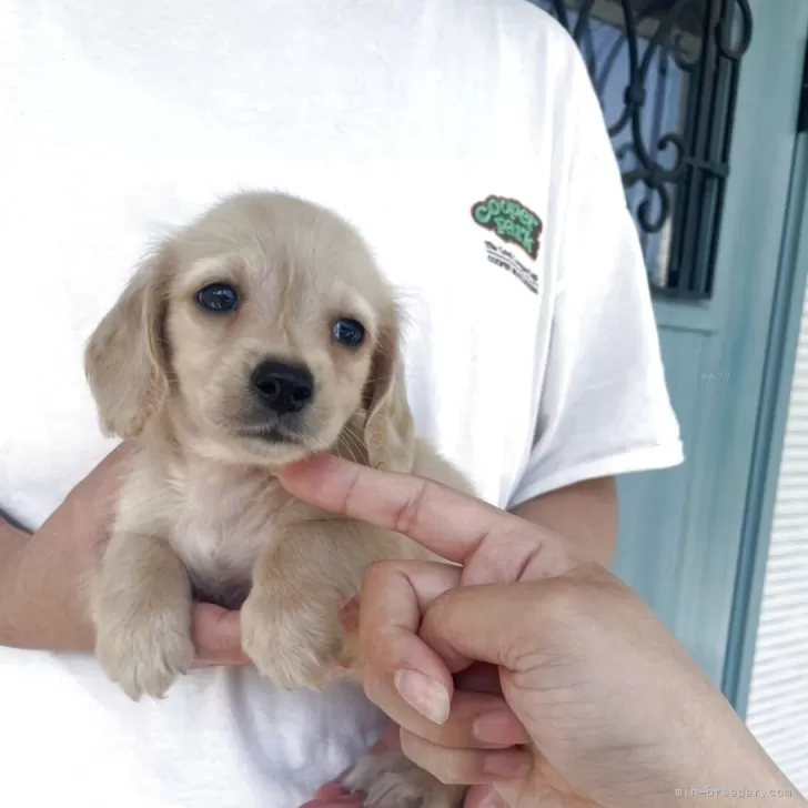 N.H 様のお迎えした子犬
