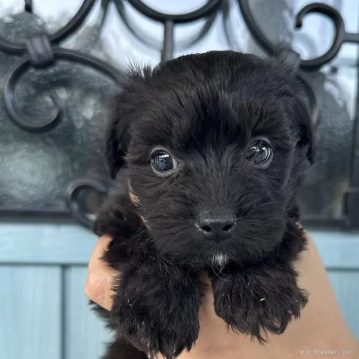ID:2411-03985の子犬