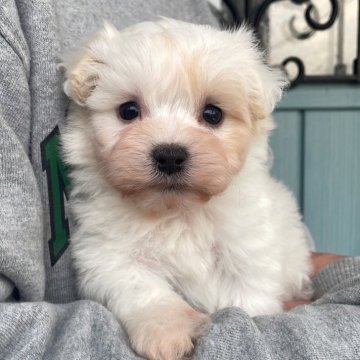 マルプー(マルチーズ×トイプードル)【岡山県・女の子・2025年10月12日・クリームホワイト】の写真「まだ幼い顔立ちだけど、おっとりした子です❣️🐶❣」