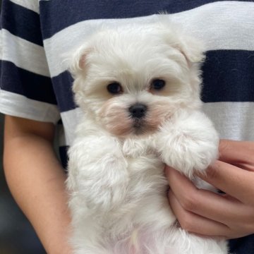 マルチーズ【岡山県・男の子・2025年8月26日・ホワイト】の写真「おっとりひとりっ子🐶モコモコふわふわです❣️」
