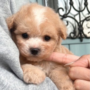 マルプー(マルチーズ×トイプードル)【岡山県・男の子・2025年10月12日・レッド&ホワイト】の写真「無茶可愛い〜💕💕毛色も綺麗すぎ❣️」