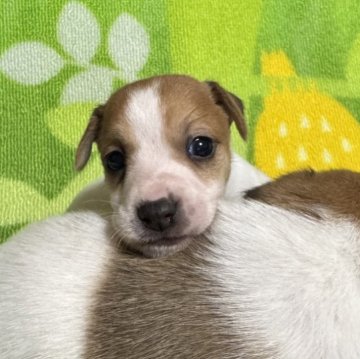 ジャックラッセルテリア【岡山県・男の子・2025年10月21日・ホワイトタン】の写真「お母さん譲りの優しい子になりそうです❣️🐶」