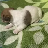 ジャックラッセルテリア【岡山県・女の子・2025年10月8日・ホワイトタン】の写真2