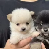ポメ柴(ポメラニアン×柴犬)【岡山県・女の子・2025年8月14日・白】の写真2