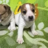 ジャックラッセルテリア【岡山県・男の子・2025年10月8日・ホワイトタン】の写真3