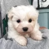 マルプー(マルチーズ×トイプードル)【岡山県・女の子・2025年10月12日・クリームホワイト】の写真4