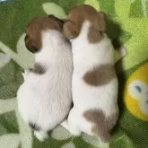 ジャックラッセルテリア【岡山県・女の子・2025年10月8日・ホワイトタン】の写真5