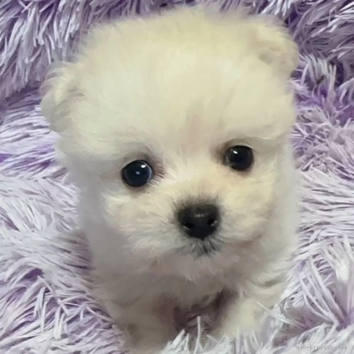 ID：2405-04683の子犬