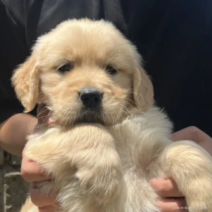 ID:2304-02156の子犬