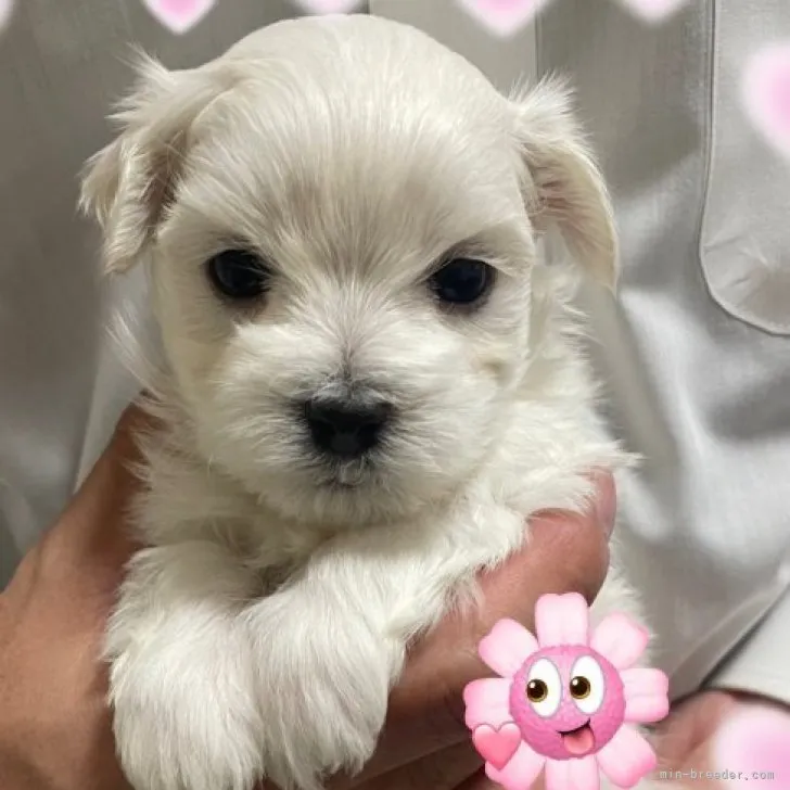 ID：2303-01676の子犬