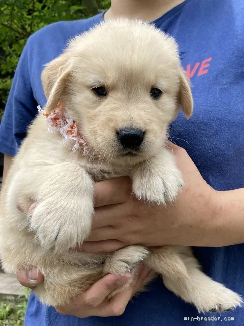 ID：2106-00672の子犬