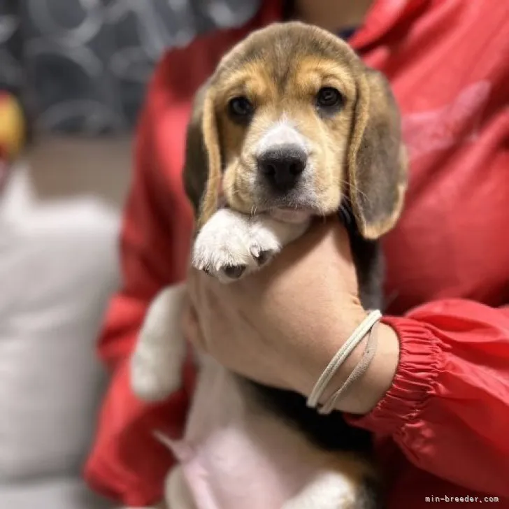 ID：2212-04026の子犬