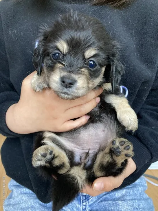 ID：2104-00037の子犬