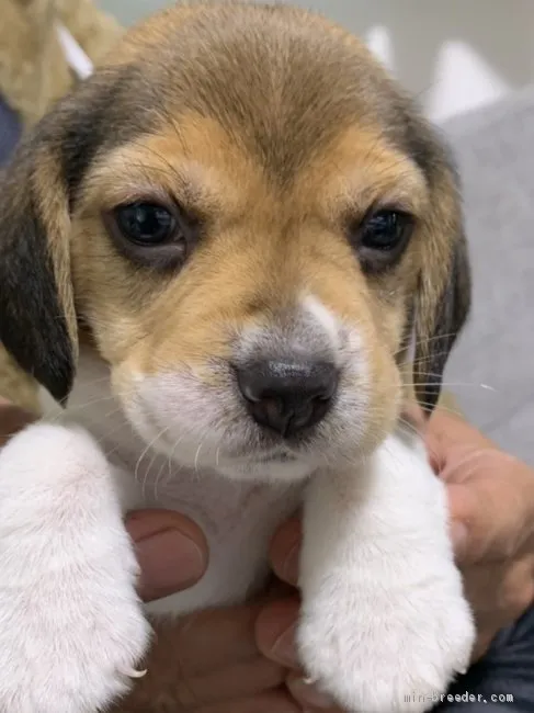 ID：2101-03542の子犬