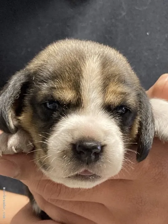 ID：2101-03599の子犬
