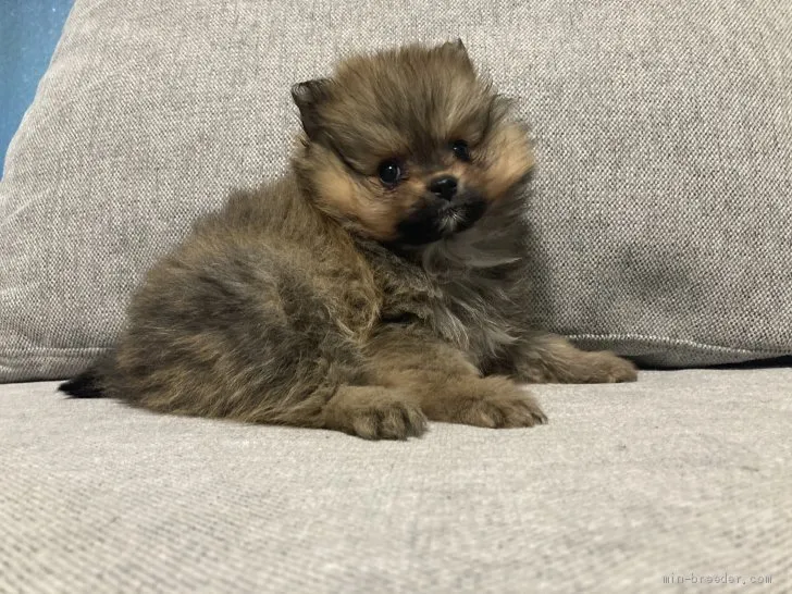ID:2101-02143の子犬