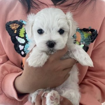 マルチーズ【岡山県・女の子・2023年2月7日・ホワイト】の写真「ムチムチのかわい子ちゃん❤️顔は無茶可愛です❣️」