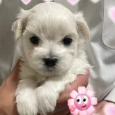マルチーズ【岡山県・男の子・2023年2月7日・ホワイト】の写真1
