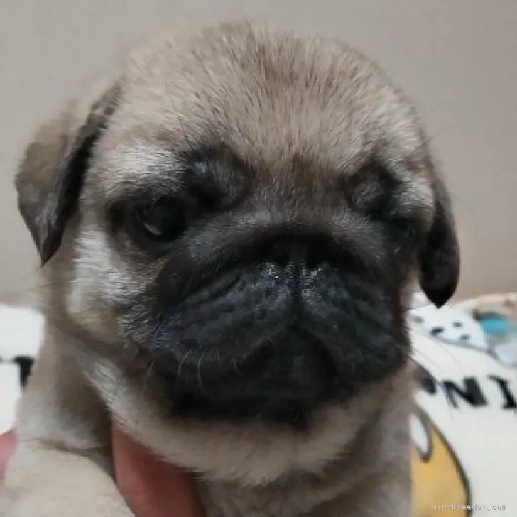 ID:2212-03076の子犬