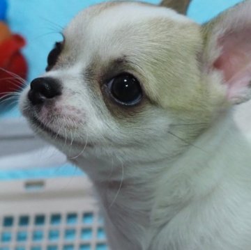 チワワ(スムース)【埼玉県・男の子・2023年10月13日・フォーンパーティ】の写真「総額です。正統派イケメンの僕です♡」