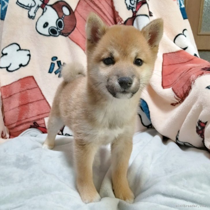 ブリーダー画像