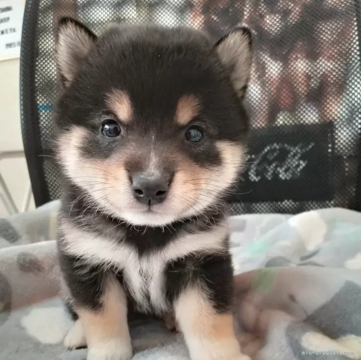 ID:2501-07375の子犬