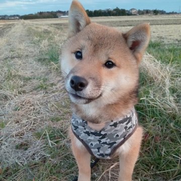 柴犬(豆柴)【千葉県・男の子・2024年8月9日・赤】の写真「とても元気で甘えん坊な男のコ」