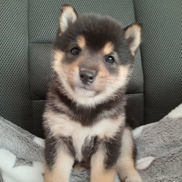 柴犬(豆柴)【千葉県・男の子・2025年4月6日・黒】の写真「もふもふな男の子」
