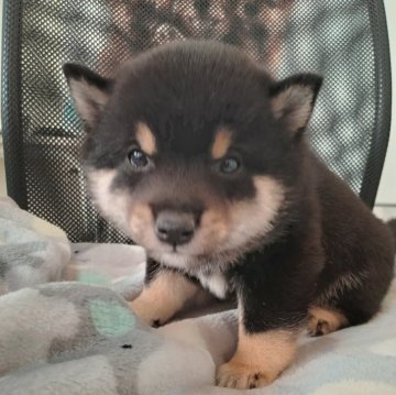柴犬(豆柴)【千葉県・男の子・2025年1月4日・黒】の写真「まんまるたぬき顔の男の子」