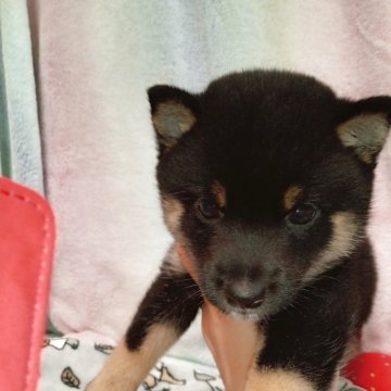 柴犬(豆柴)【千葉県・男の子・2025年9月14日・黒】の写真「まんまるな男の子」