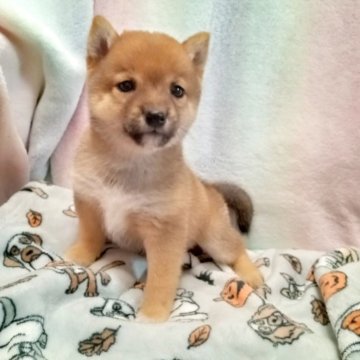 柴犬(豆柴)【千葉県・女の子・2025年9月14日・赤】の写真「丸顔の小さな女の子」