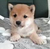 豆柴