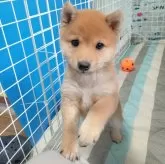 豆柴