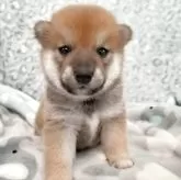 豆柴