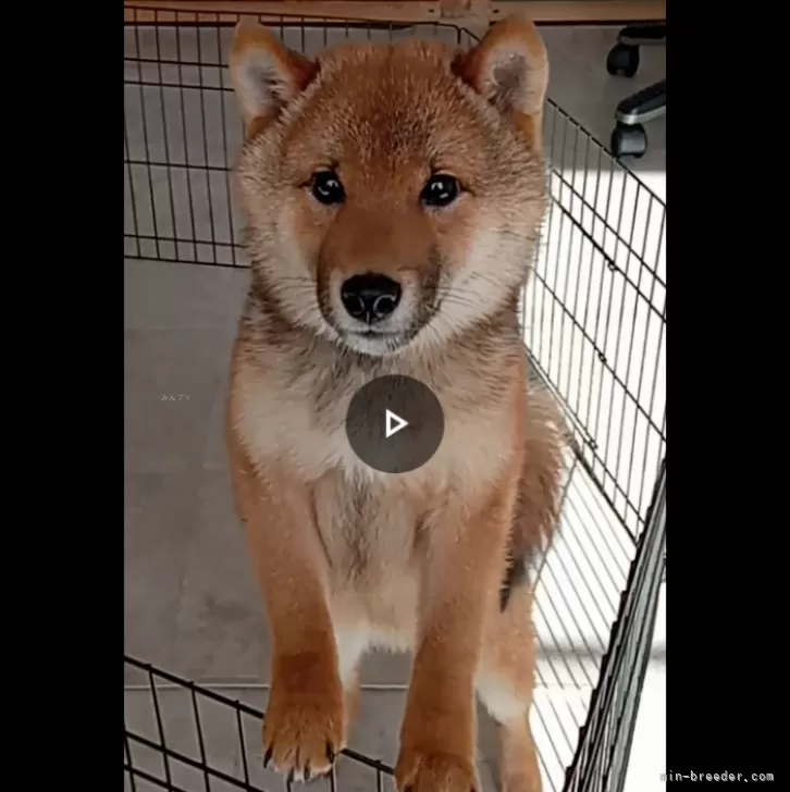 ID:2311-02724の子犬